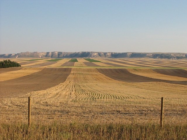 wheat strips